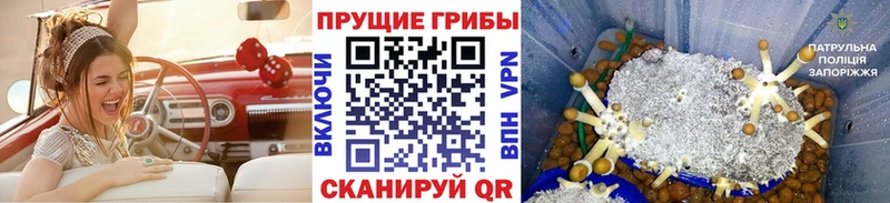 Псилоцибиновые грибы Psilocybe Макарьев